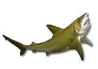 Shark Fish