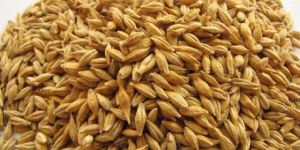 Barley Seeds