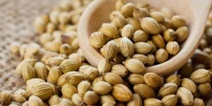 Organic Coriander Seeds