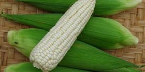 Whole White Maize