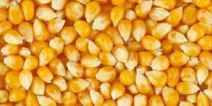 Yellow Maize Seeds