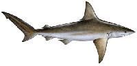Shark Fish