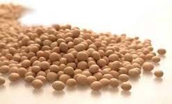 Soybean Seeds