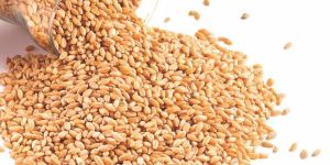 Wheat Seeds