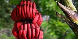 Fresh Red Banana