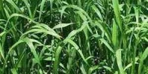 Hybrid Sorghum Sudan Grass Seeds