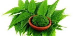 Neem Leaves Powder