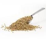 Coriander Seeds