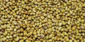Coriander Seed (Parrot Quality)