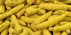 Turmeric Finger