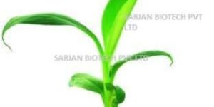 Tissue Culture Raised Banana Plants