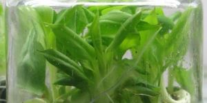 Tissue Culture Banana Plants