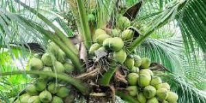 Desiccated Coconut Powder