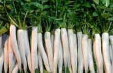 Radish