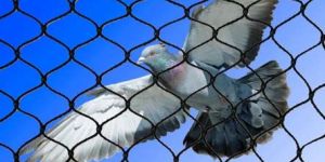 Anti Bird Net