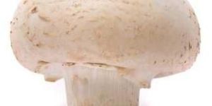 Fresh Button Mushroom