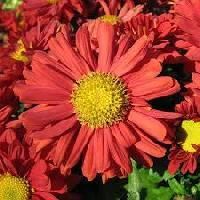 Chrysanthemums Flower