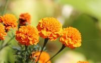 Marigold Flower