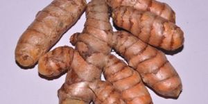 Turmeric Seeds