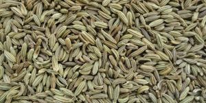 Fennel Seeds