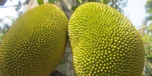 Fresh Jackfruit