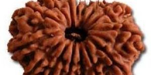 15 Mukhi Rudraksha