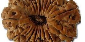 19 Mukhi Rudraksha