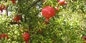 Fresh Pomegranate