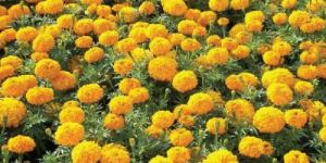 Fresh Marigold Flower