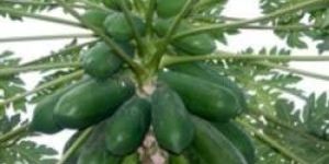 Papaya Plant