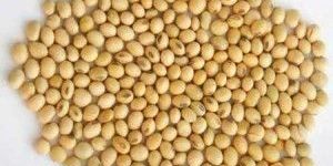 Soybean Seed