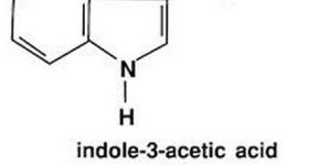 Indole-3-acetic Acid