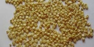 Small Round White Maize