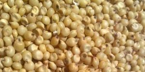 Sorghum Seeds