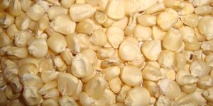 White Corn
