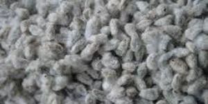 Cotton Seeds