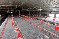 Poultry Farm Equipment