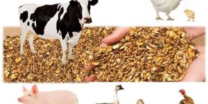 Animal Feeds