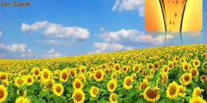 Sunflower Lecithin