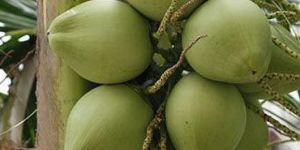 Fresh Tender Coconut