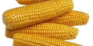 Yellow Maize Seeds