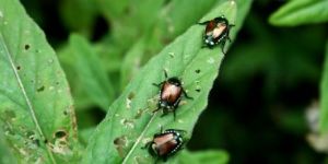 Garden Control Service