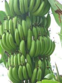 Fresh Green Banana