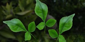 Bilva Leaf Powder (Aegle Marmelos)