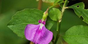 Ratna Purush Powder (Hybanthus Enneaspermus)