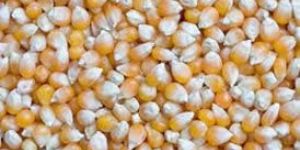 Yellow Maize