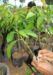 Mango Plants