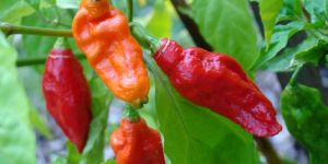 Fresh Bhut Jolokia