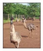 Emu Bird  Meat