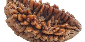 A1005-02 Natural Eka 1 Mukhi Rudraksha